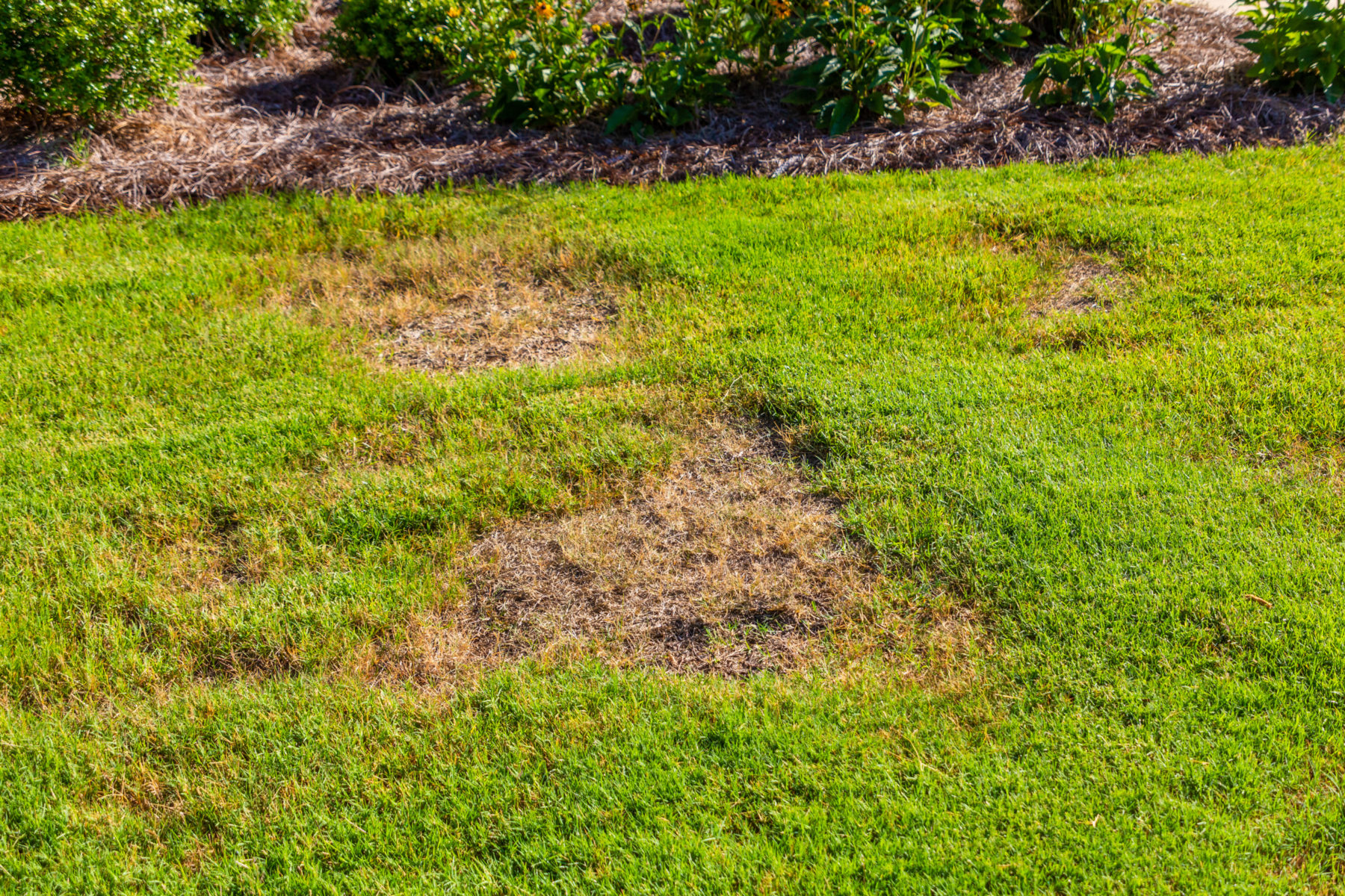 should-you-apply-fungicide-to-your-healthy-lawn-quantico-creek-sod-farms