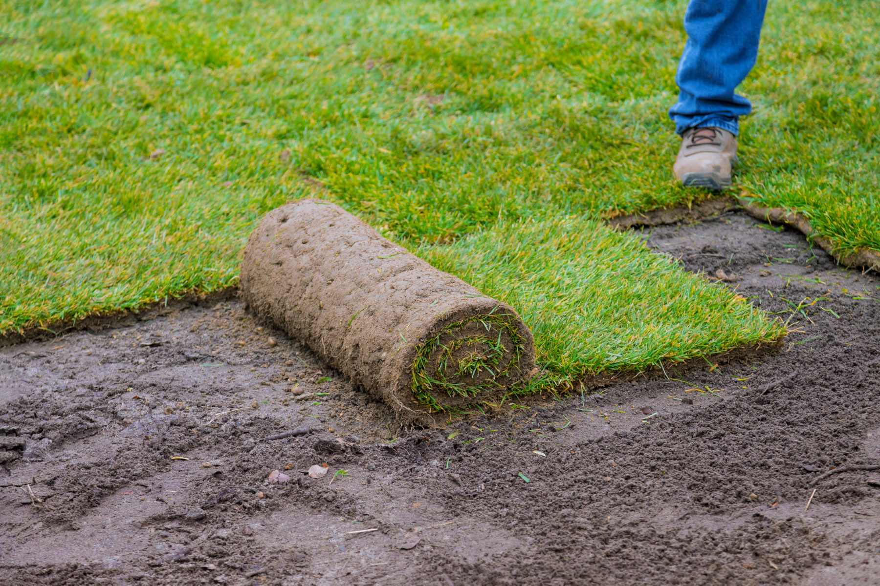 Tips for Laying Sod During Winter - Quantico Creek Sod Farms