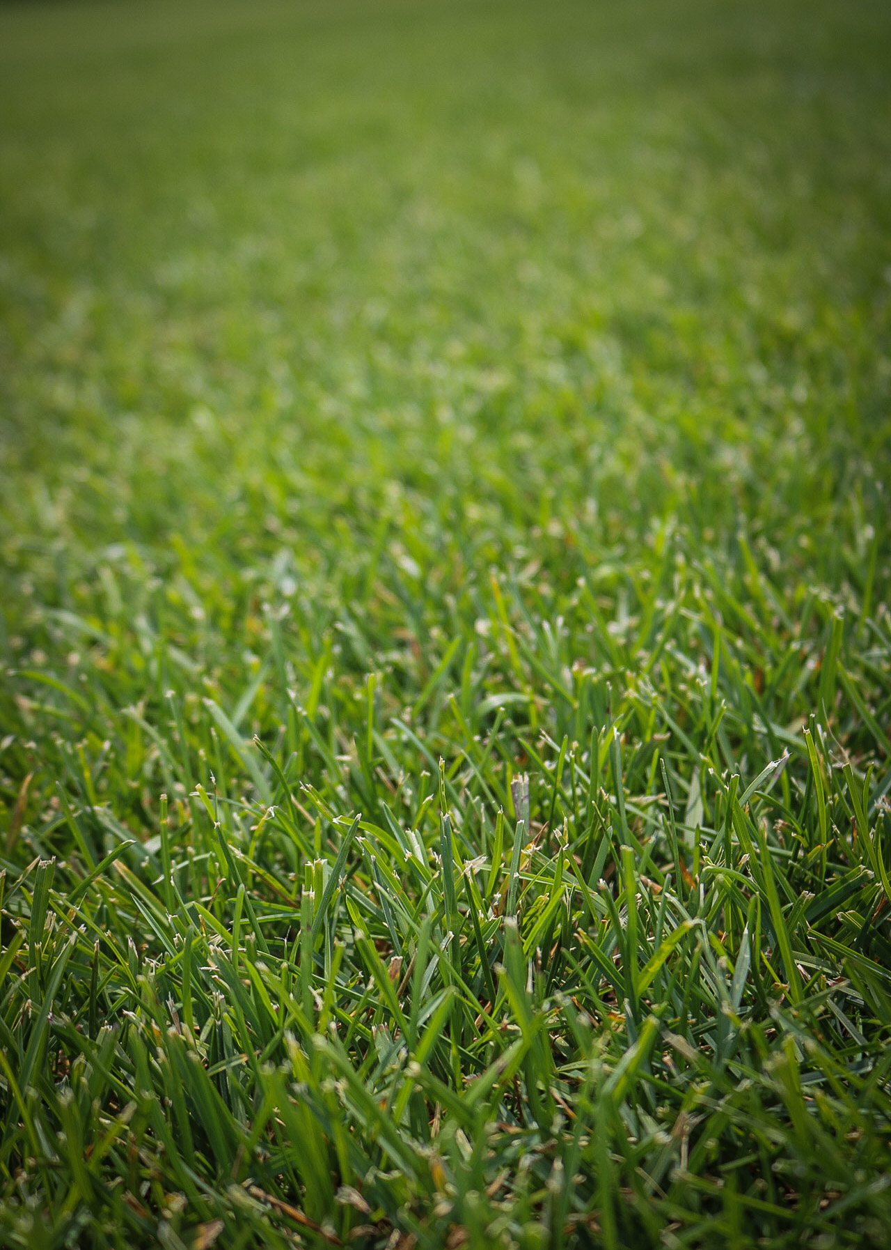 is-your-sod-taking-too-long-to-grow-quantico-creek-sod-farms