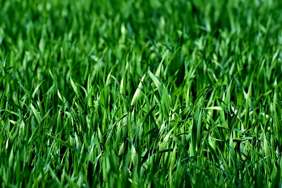 Tips for Seeding Your Lawn quantic creek sod