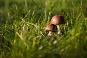 Protecting Your Lawn from Summer Fungus - Quantico Creek Sod Farms