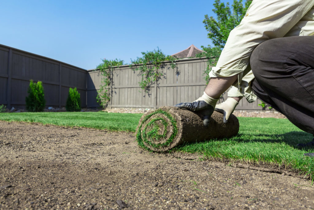 Why is My Sod Not Rooting? quantico creek sod