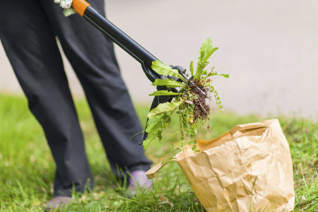 Tips for Weed Management quantico creek sod