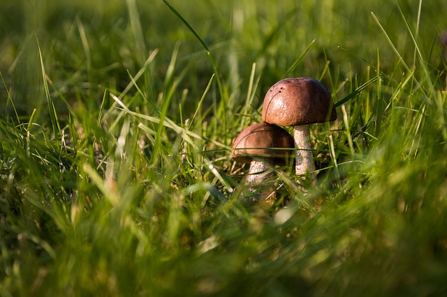 Preventing Mushrooms on Your Lawn quantico creek sod