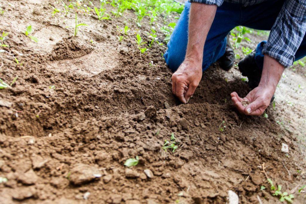 Lawn Seeding Tips for Winter quantico creek sod