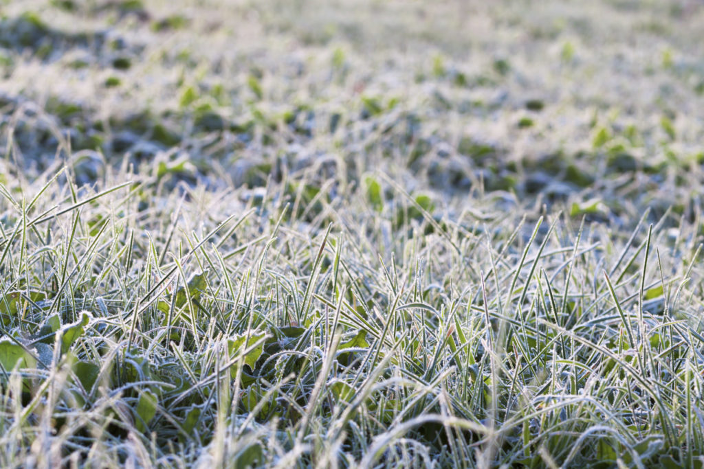 Protecting Your Sod from Winter Frost quantico creek sod