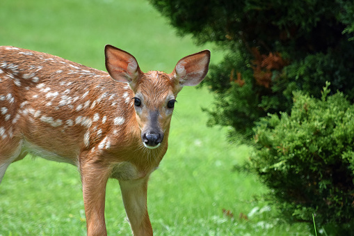 Protecting Your Lawn from Animals quantico creek sod