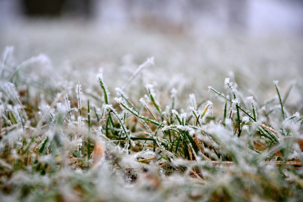 5 Weed Prevention Tips for Winter quantico creek sod