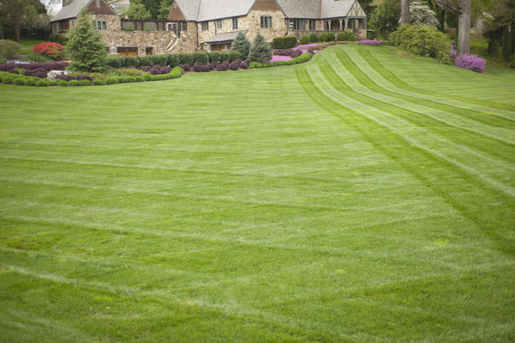 The Benefits of Kentucky Bluegrass for Residential Properties quantico creek sod